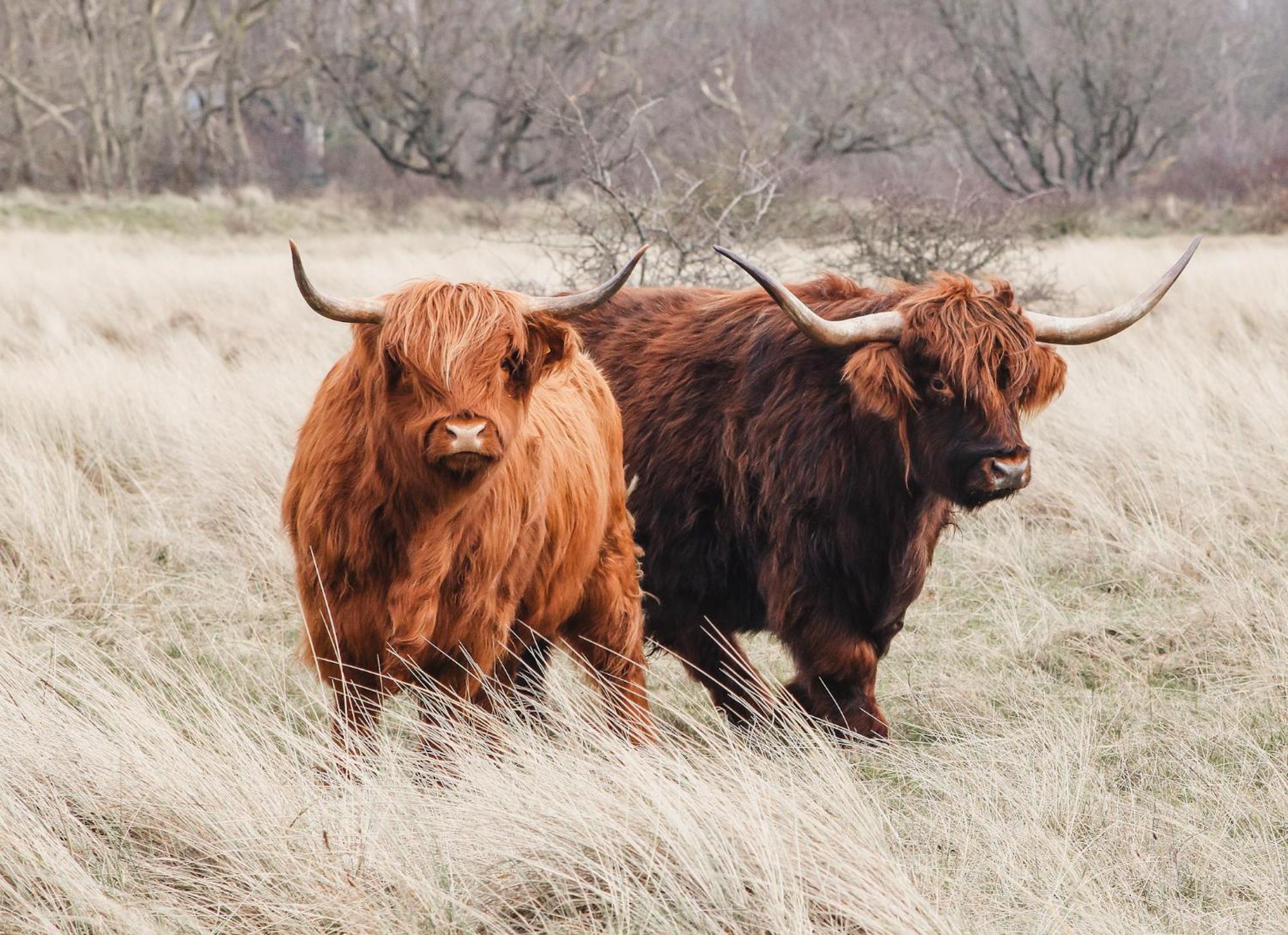 Zoomers Aan Het Bos Castricum Luaran gambar